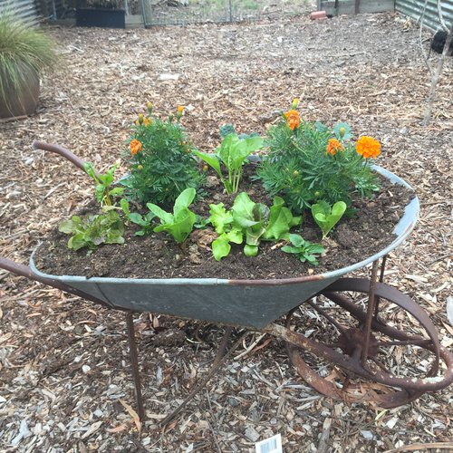 Wheelbarrow garden