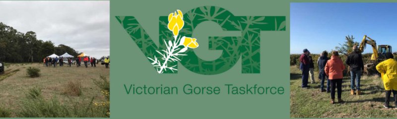 Victorian Gorse Taskforce Information 1_image banner.jpg