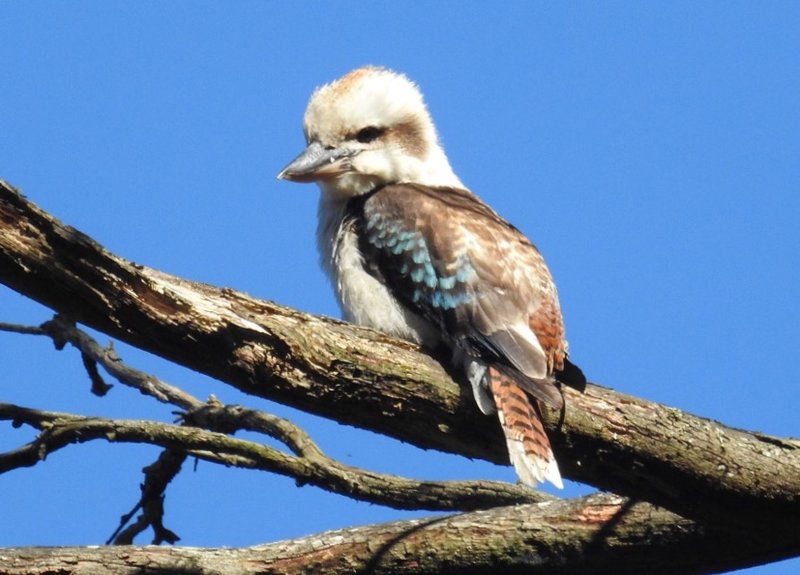 Kookaburra in Brown Hill, by George Alexopoulos